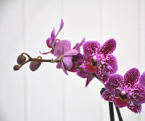 Orchidées Magnifica 2 tiges florales - Pot 5"