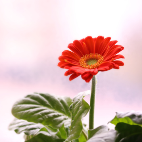 Gerbera couleurs variées