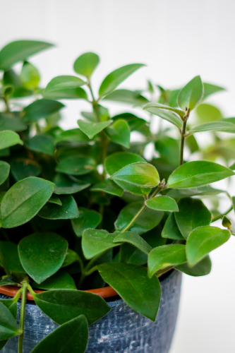 Aeschynanthus lobianus assortis