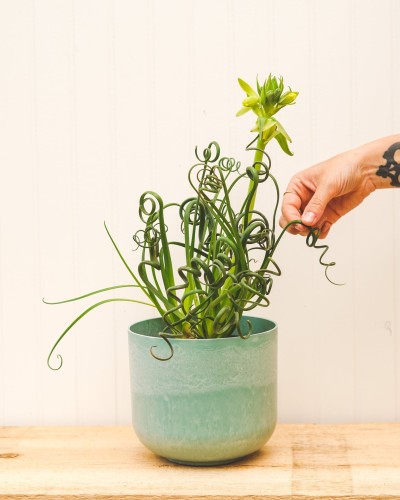 Albuca spiralis 'Frizzle Sizzle'