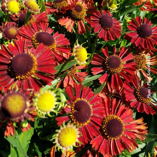 Helenium 'Mariachi Siesta' - 2g