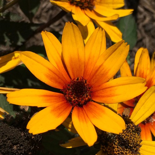 Heliopsis 'Sole Scuro' - 1g
