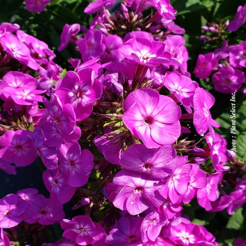 Phlox Garden Girl 'Cover Girl' 