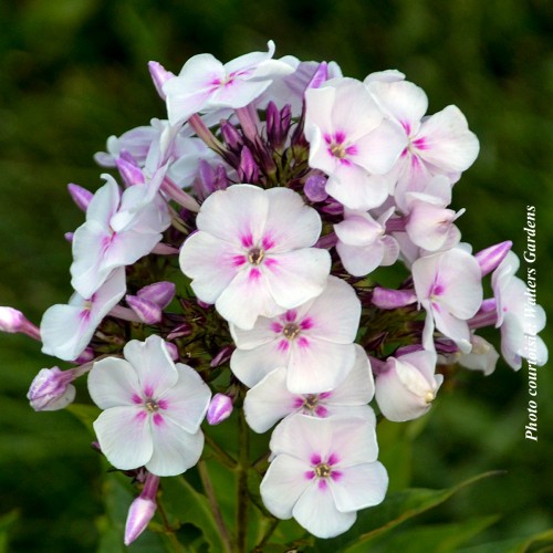 Phlox Garden Girl 'Party Girl'