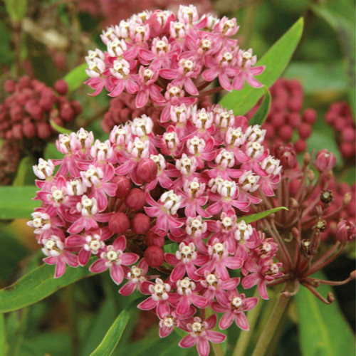 Asclepias incarnata 'Cinderella' - 1g
