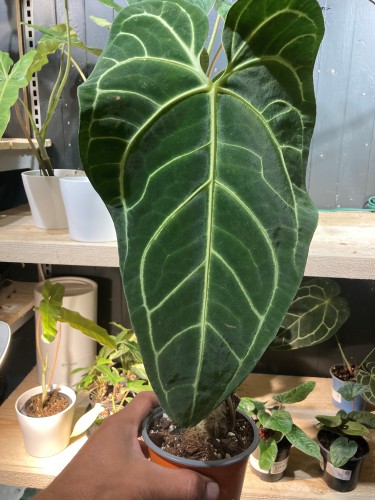 Anthurium regale