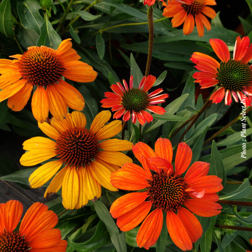 Echinacea Artisan 'Red ombre'