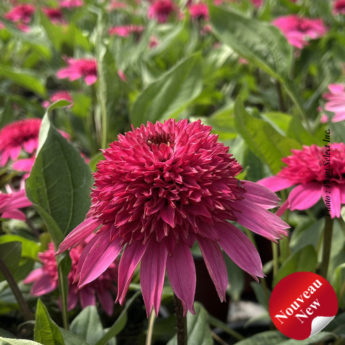 Echinacea Double Scoop 'Watermelon Deluxe' - 1g