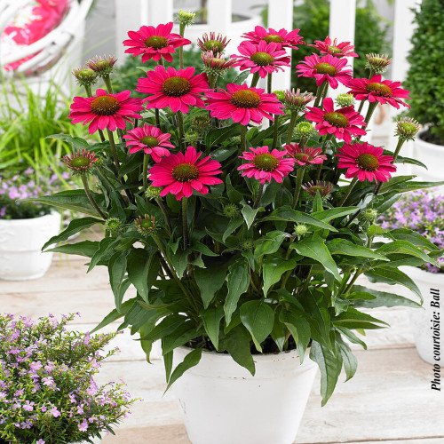 Echinacea Sunseekers 'Magenta' - 1g