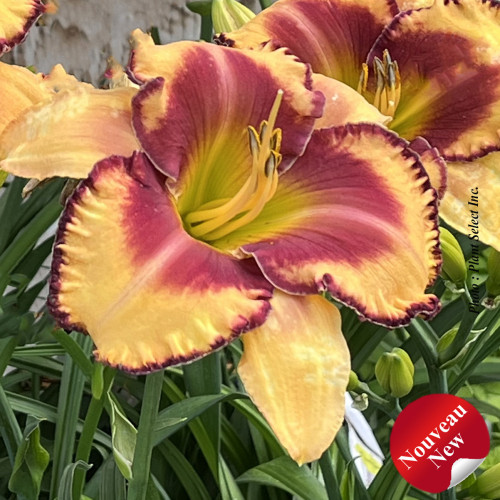 Hemerocallis Rainbow Rhythm 'Blazing Glory' - 1g