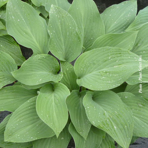 Hosta 'Krossa Regal' - 2g