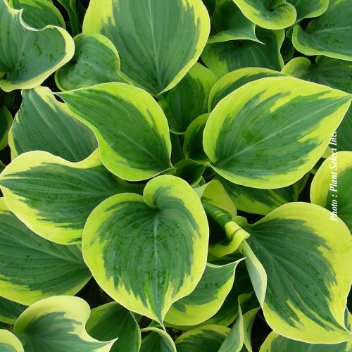 Hosta Liberty