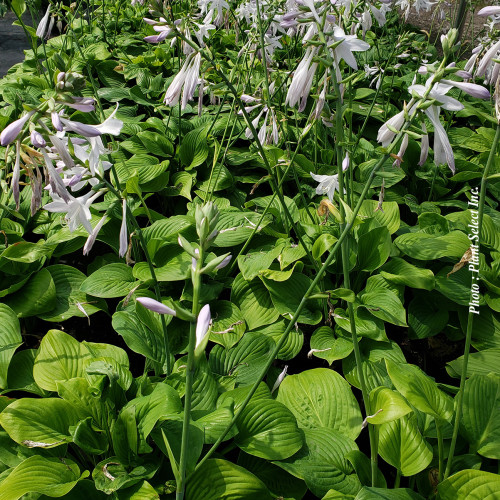 Hosta 'Osiris Obscur' 