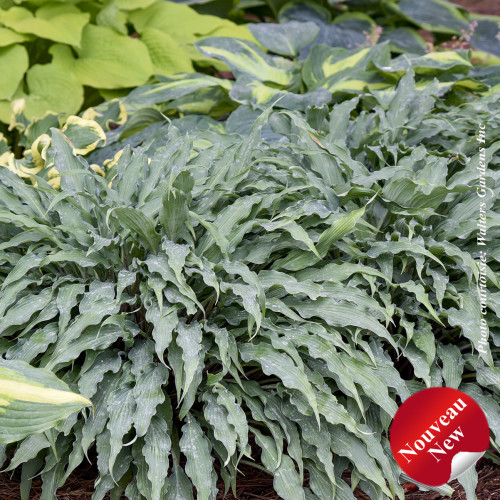 Hosta 'Silly String' - 1g