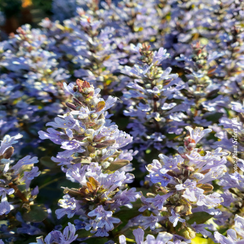Ajuga 'Chocolate Chips' - 1g