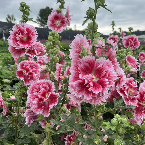 Alcea 'Fiesta Time' - 2g