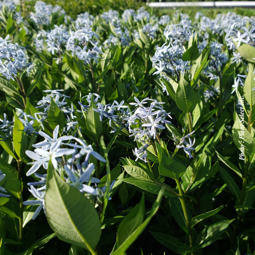 Amsonia  'Starstrucks' - 1g
