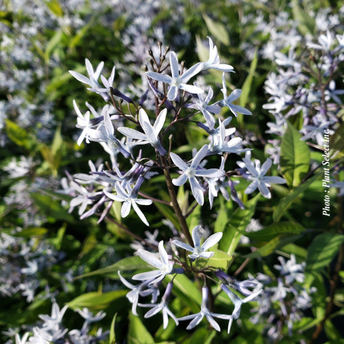 Amsonia 'Storm Cloud' - 1g