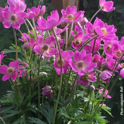 Anemone 'Spring Beauty Pink' - 1g