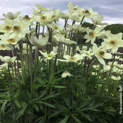 Anémone 'Spring Beauty White'