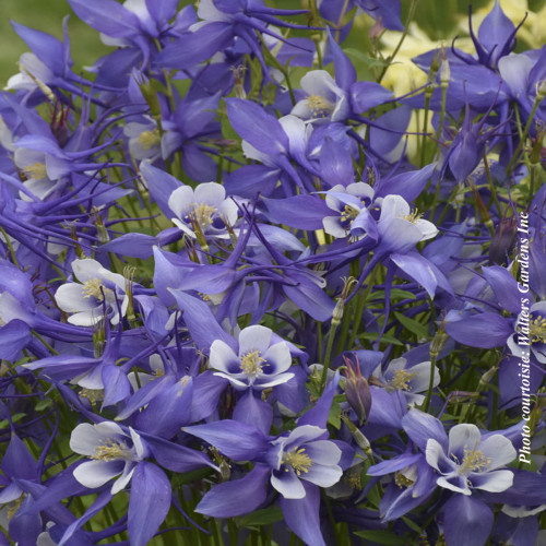 Aquilegia Kirigami 'Deep Blue and White' - 1g