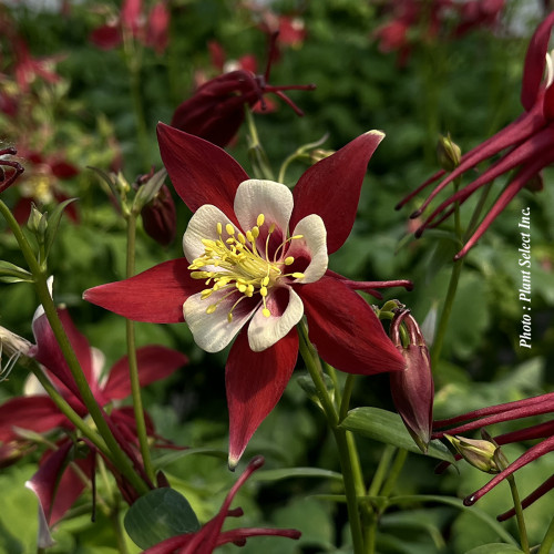 Aquilegia Kirigami 'Red and White' - 1g