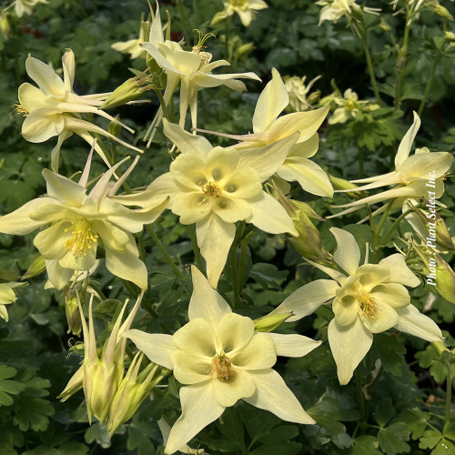 Aquilegia kirigami 'Yellow'