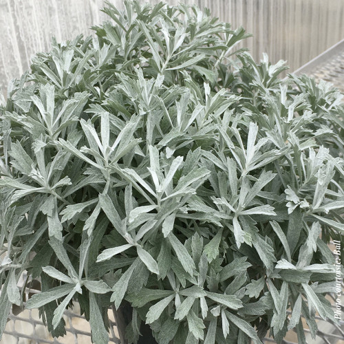 Artemisia 'GardenGhost' - 1g