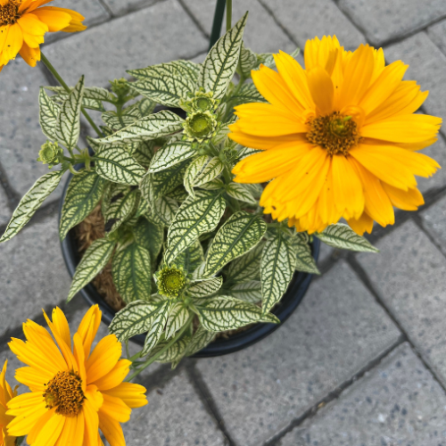Heliopsis 'Bit of Honey' - 1g