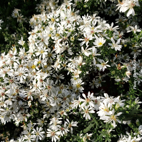 Aster 'Snow Flurry' - 1g