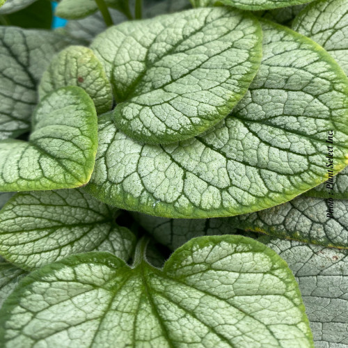 Brunnera 'Frostbite' - 1g