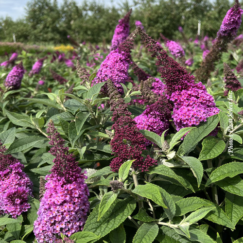 Buddleia davidii Chrysalis 'Pink' - 1g