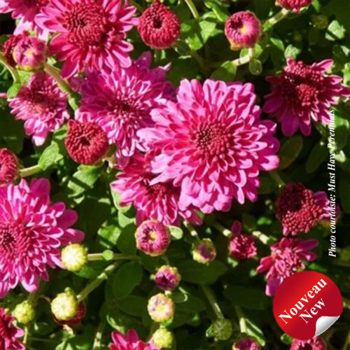 Chrysanthemum 'Ice Pink Igloo' - 2g