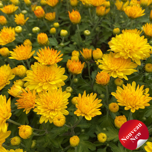 Chrysanthemum 'Sunny Igloo' - 2g