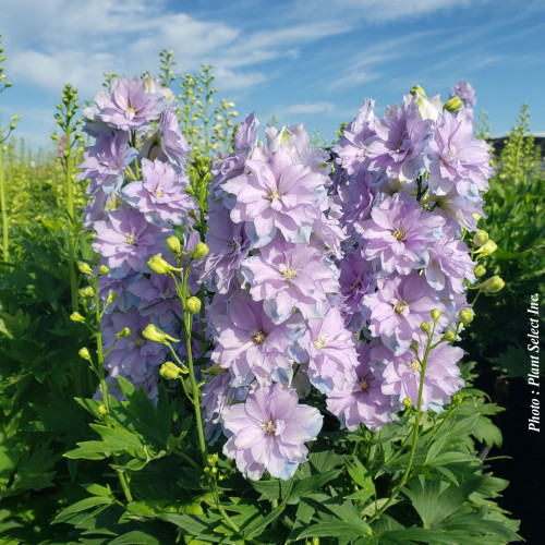 Delphinium Delgenius 'Shelby' - 2g