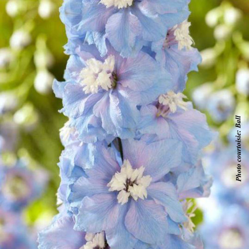 Delphinium elatum 'Paramo Celeste' - 2g