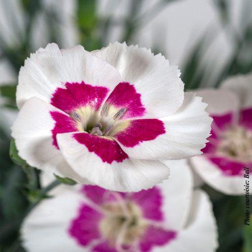 Dianthus American Pie 'Berry a la Mode'