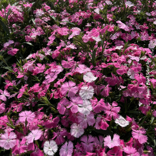 Dianthus Rockin 'Pink Magic'