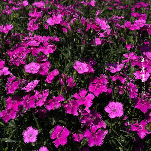Dianthus Rockin 'Purple'