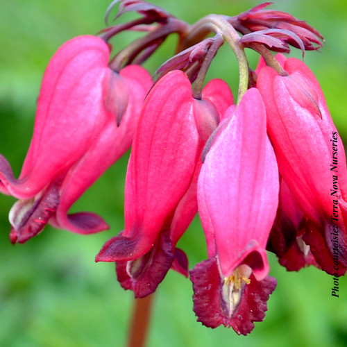 Dicentra 'Amore Rose' - 1g