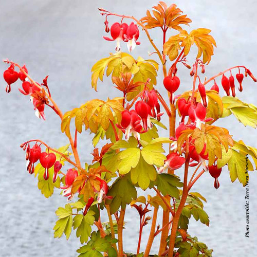 Dicentra spectabile 'Ruby Gold'