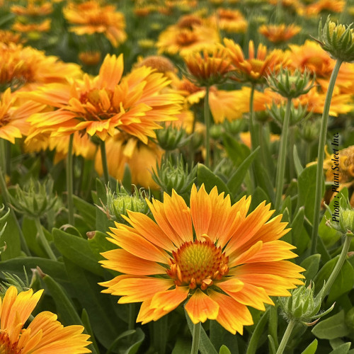 Gaillardia Spin Top 'Mango' - 1g