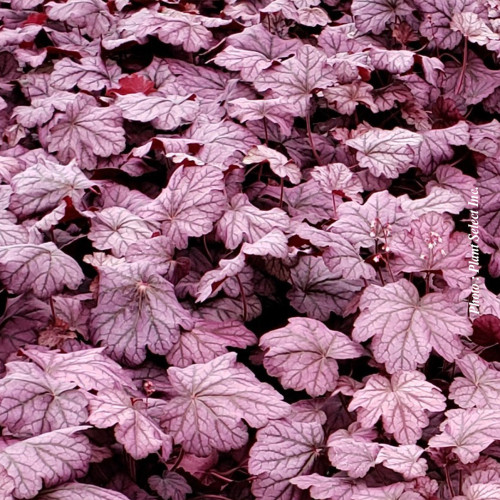 Heuchera Primo 'Wild Rose' - 1g