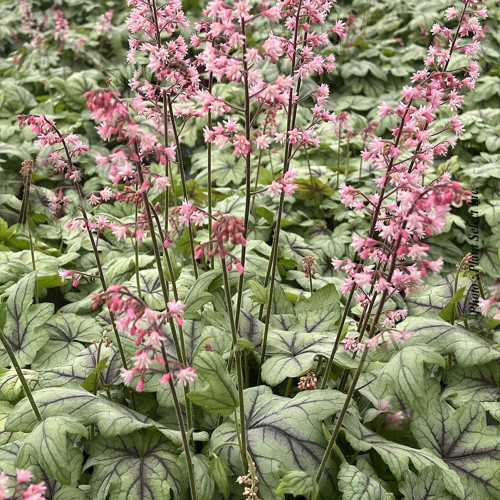 Heucherella 'Pink Fizz' - 1g