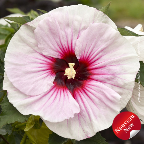 Hibiscus 'Angels Eyes' - 2g