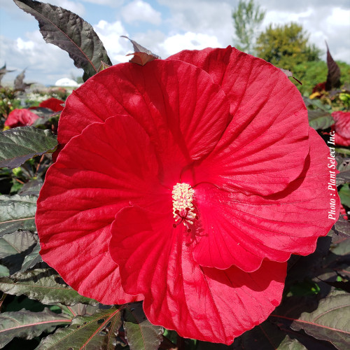 Hibiscus 'Midnight Marvel' - 2g
