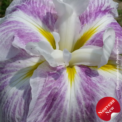 Iris ensata 'Blushing Crimson' - 2g