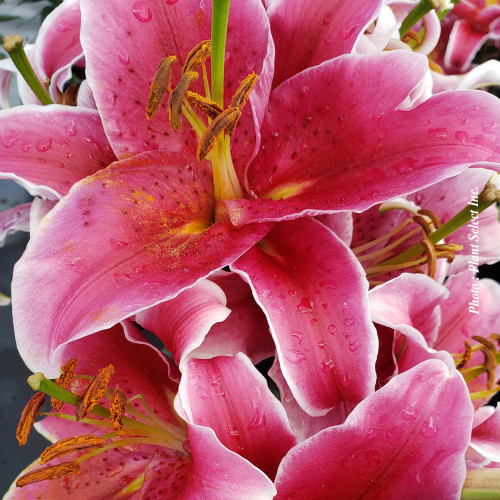 Lilium Lily Looks 'Sunny Martinique'