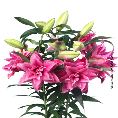 Lilium Roselily 'Esra' - 2g