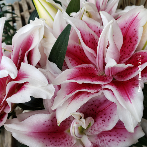 Lilium Roselily 'Nowa' - 1g